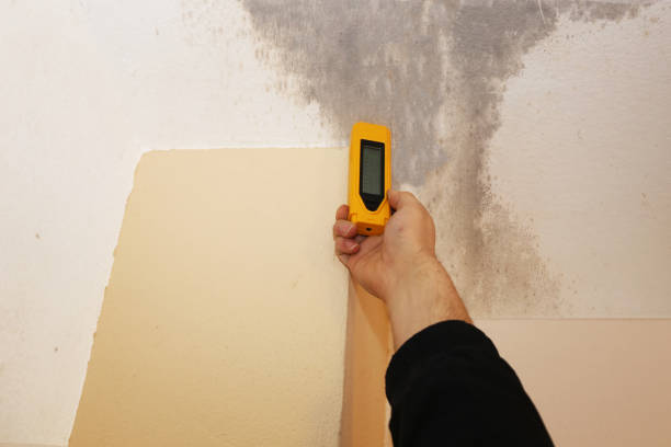 Best Attic Mold Removal  in Evansville, WY