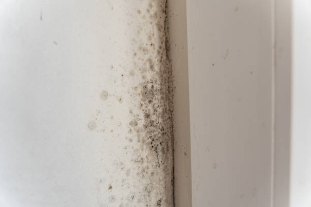 Best Asbestos and Lead Testing During Mold Inspection  in Evansville, WY